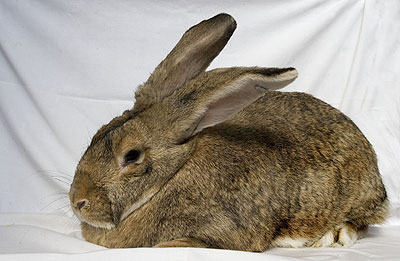 Conejo gigante de España