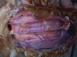 Laringotraqueitis infecciosa aviar