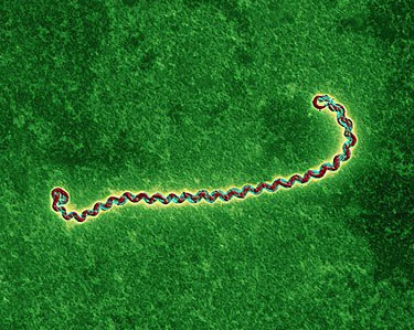 Leptospira