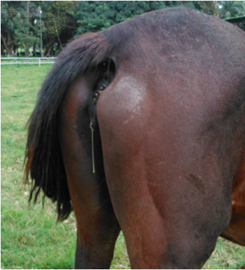 Metritis equina contagiosa