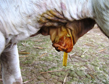 Onfalitis en los becerros