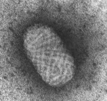Poxvirus