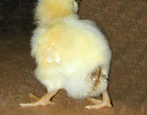 Salmonelosis en aves
