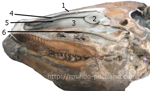 Cavidad nasal de los rumiantes o bovinos