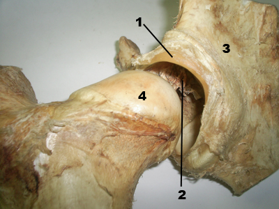 Articulación coxo femoral