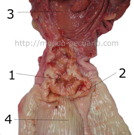 El cuello del útero o cervix uterino en vacas