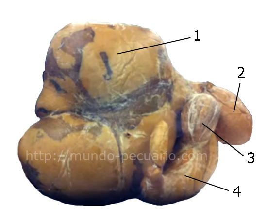 Estomago de los rumiantes