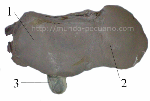 Hígado de bovino