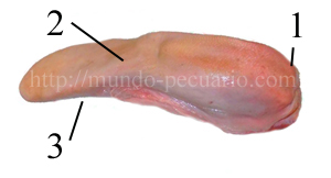 Lengua de vacas y toros