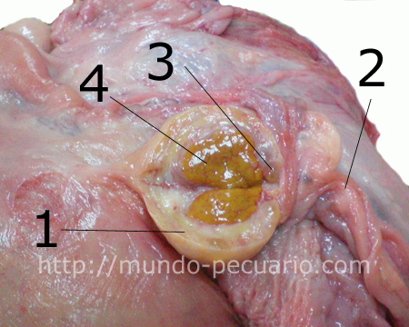 Conformación interna del ovario de la vaca