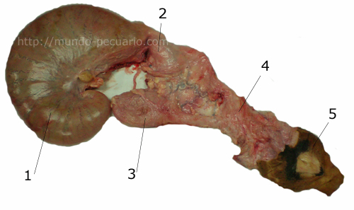 sistema uro genital de la vaca en gestacion