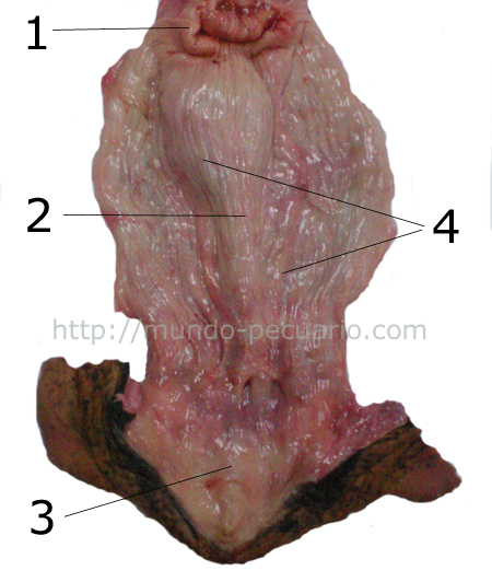 La vagina de las vacas