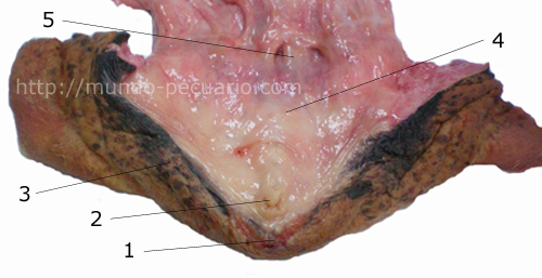 La vulva de la vaca internamente