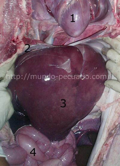 Cavidad abdominal del cerdo