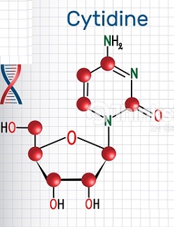 Nucleosido de pirimidina. Citidina.