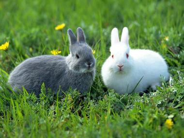 Los conejos
