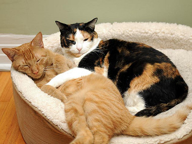 Los gatos