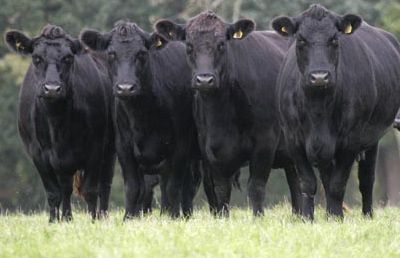 Ganado de la raza Aberdeen Angus