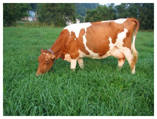 Ganado de la raza guernsey