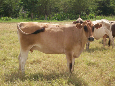 Ganado de la raza carora