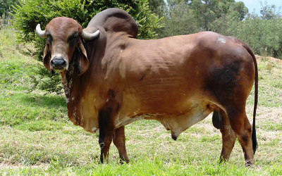 Ganado de la raza gyr