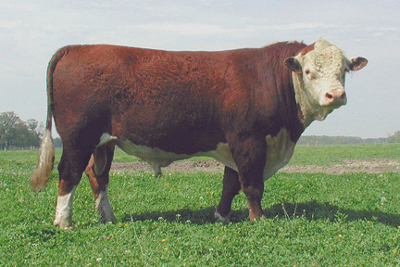 Ganado de la raza hereford