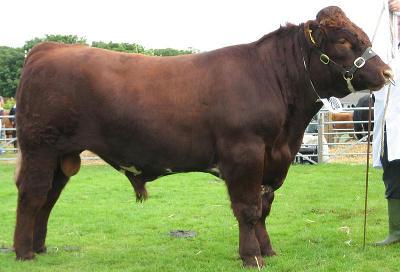 Ganado de la raza shorthorn