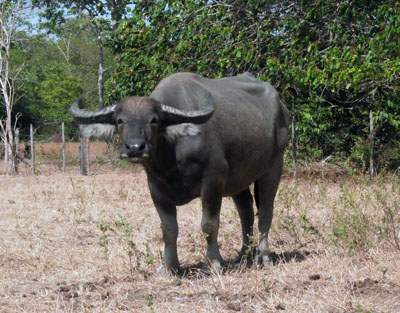 Búfalo de la raza Carabao