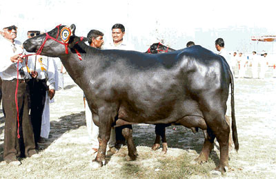Bufalo de lla raza Nili - Ravi