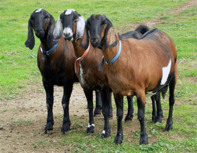 Cabra anglonubiana