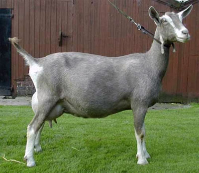 Cabra toggenburg