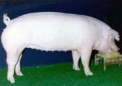 Cerdo chester white