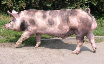 Cerdo pietrain