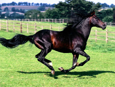 Caballo Azteca