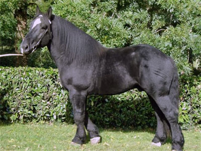 Caballo Percheron